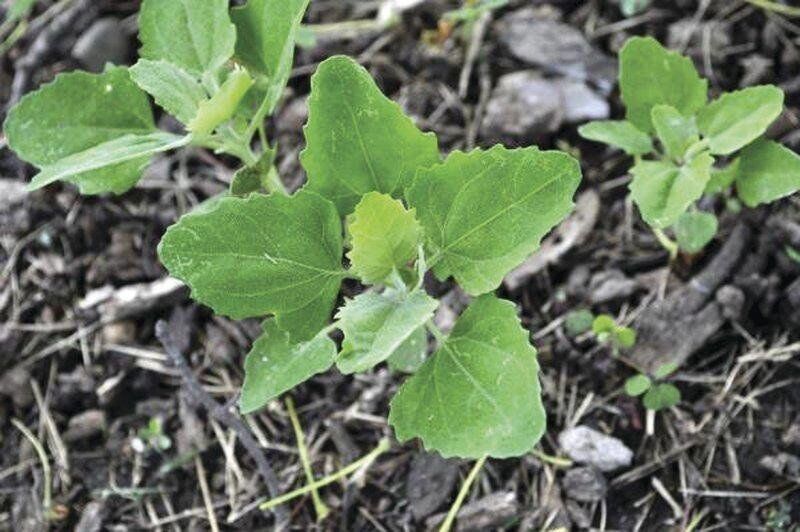 Foraging for wild food, medicinal plants